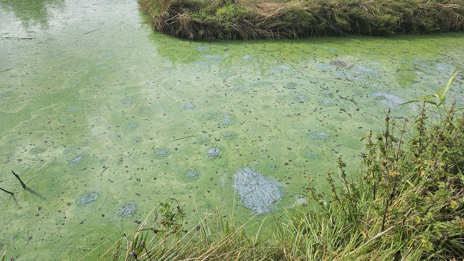 Blue green algae at an Ardboe quay last September. Blue green algae at an Ardboe quay last September.