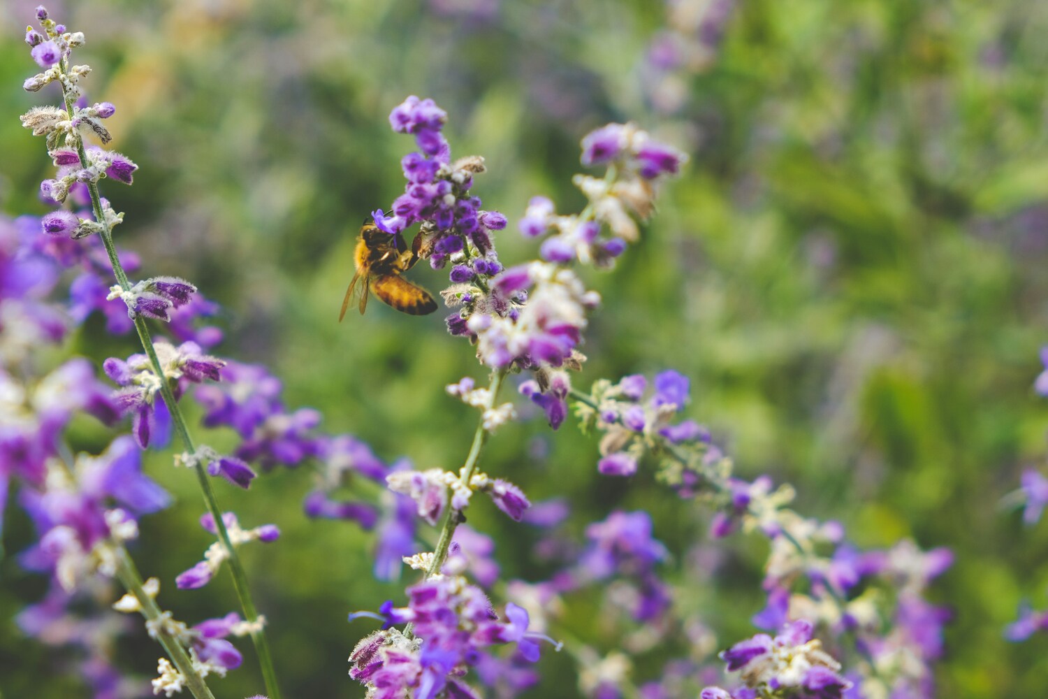 Dalradian says it will deliver at least a 10% improvement on ‘biodiversity value’. Photo by Scotty Turner on Unsplash Dalradian says it will deliver at least a 10% improvement on ‘biodiversity value’. Photo by Scotty Turner on Unsplash