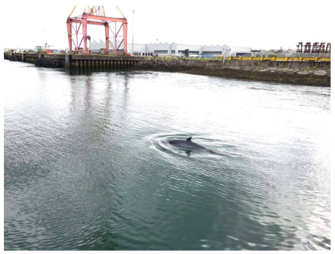 Scale of immigration checks higher in Belfast than London